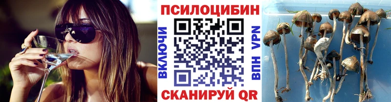 Псилоцибиновые грибы Psilocybine cubensis Шимановск